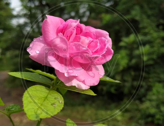 Pink rose beautiful 🌹