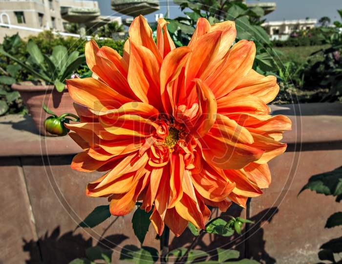 Selective Focus, Blur Background, Close Up Of Bright Orange Dahlia Flower In Park.