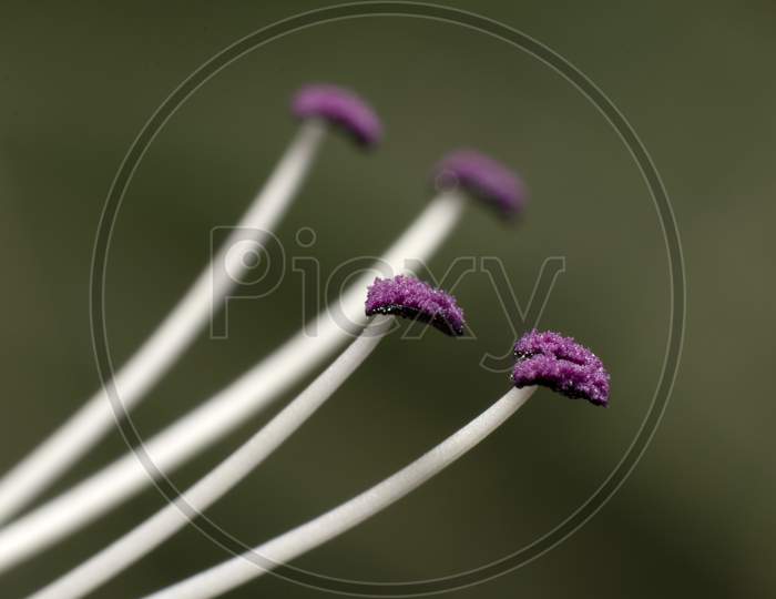 violet Pollen