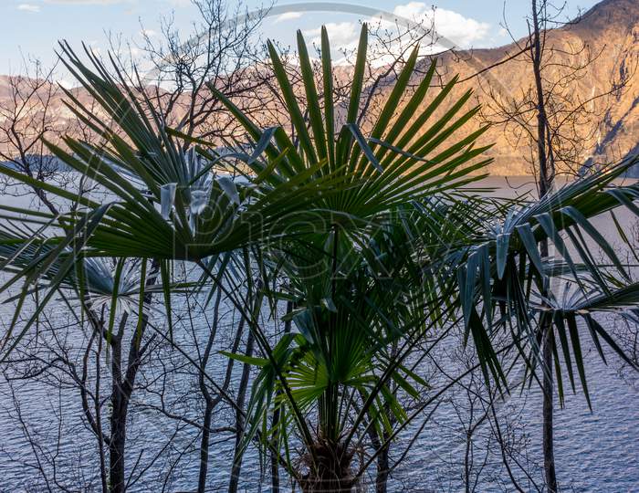 Italy, Lecco, Lake Como, A Group Of Palm Trees Next To A Tree