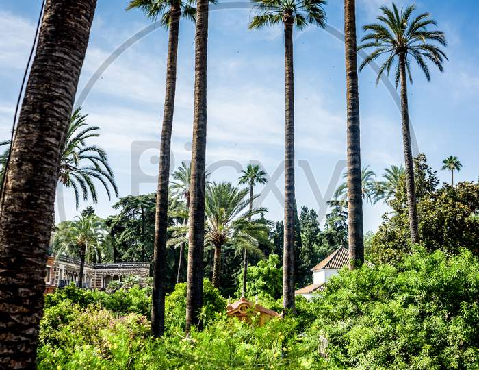 Spain, Seville, Palm Trees In Garden Against Sky