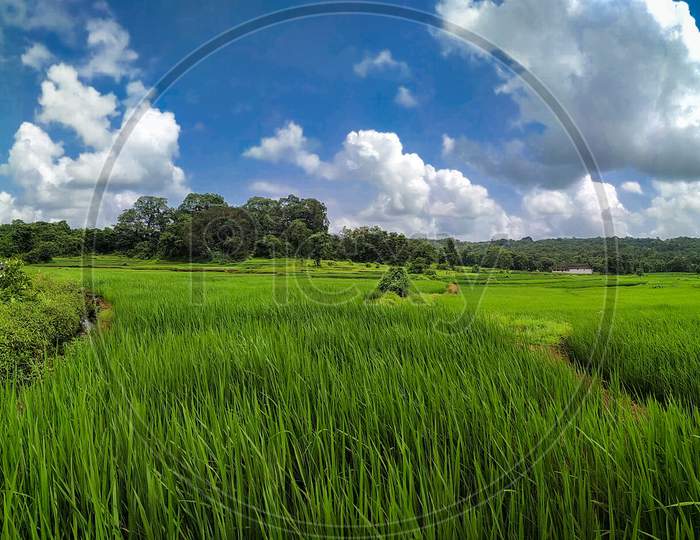 Beautiful green paddy field under blue sky in Kokan.