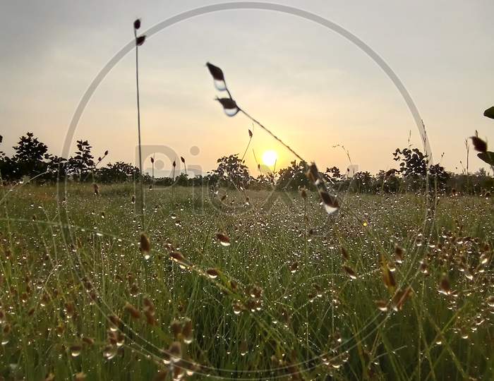 grass flower on sunset background
