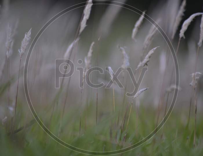 Grasses with white flowers