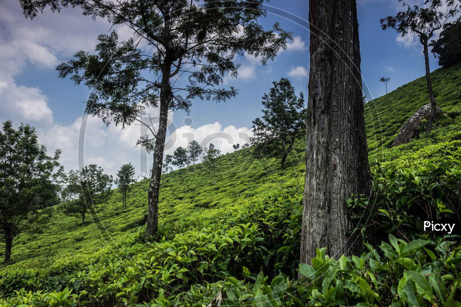 Tea Farms South India