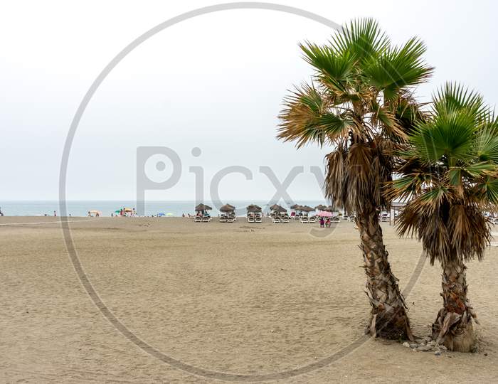 Twin Palm Trees Along The Malagueta Beach With Ocean In The Background In Malaga, Spain, Europe