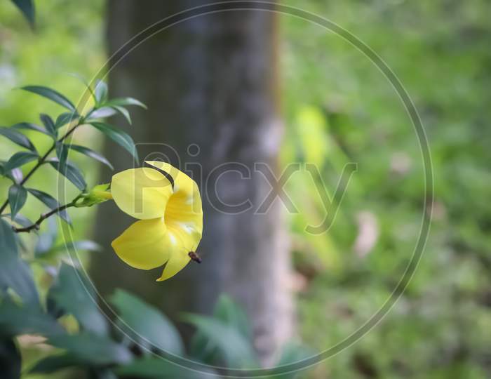 Yellow flower in the green background
