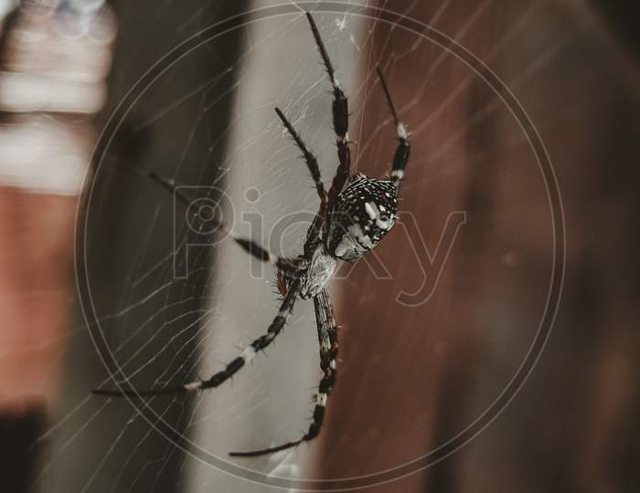 Spider at his web, macro photography