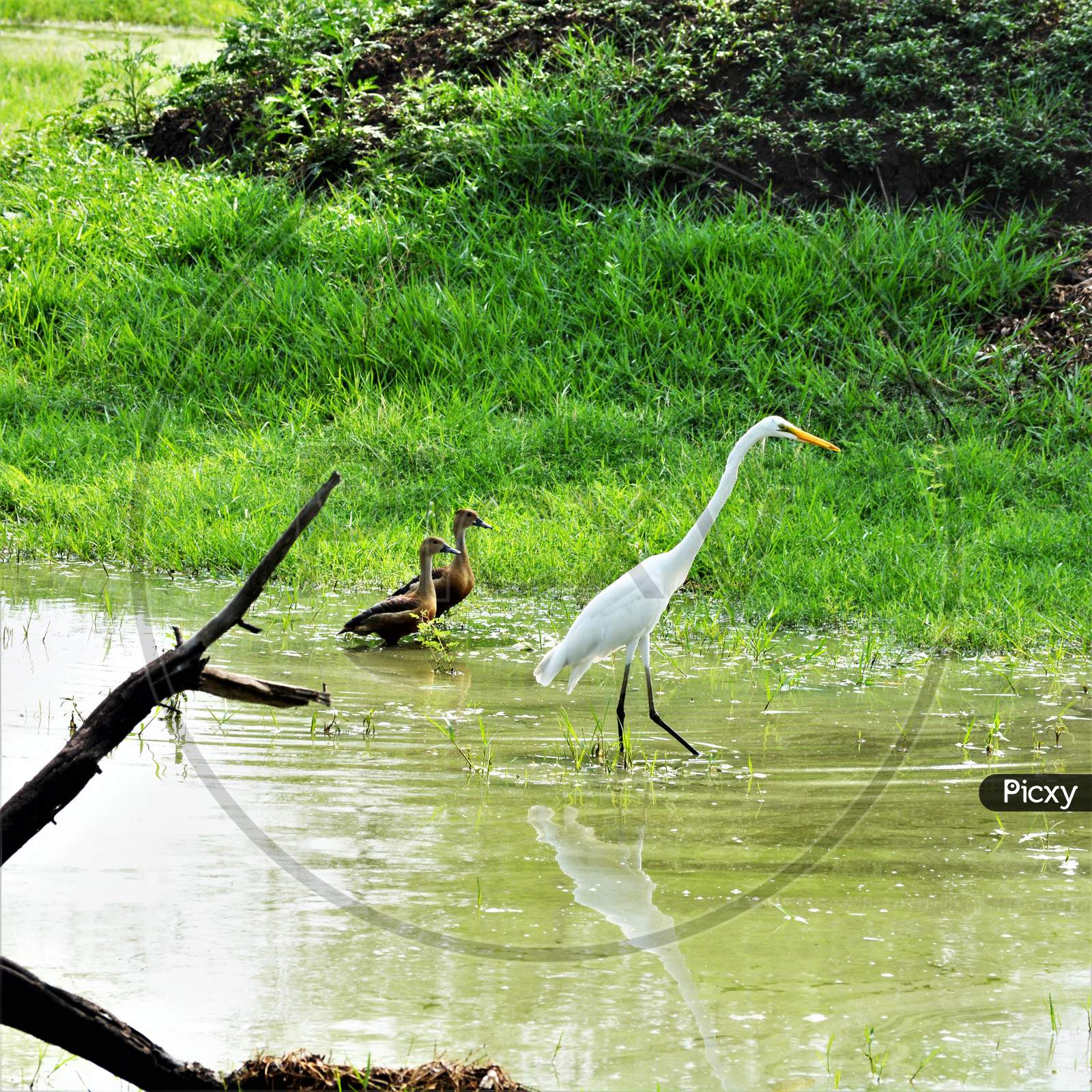 Egret and Lesser Whistling Ducks