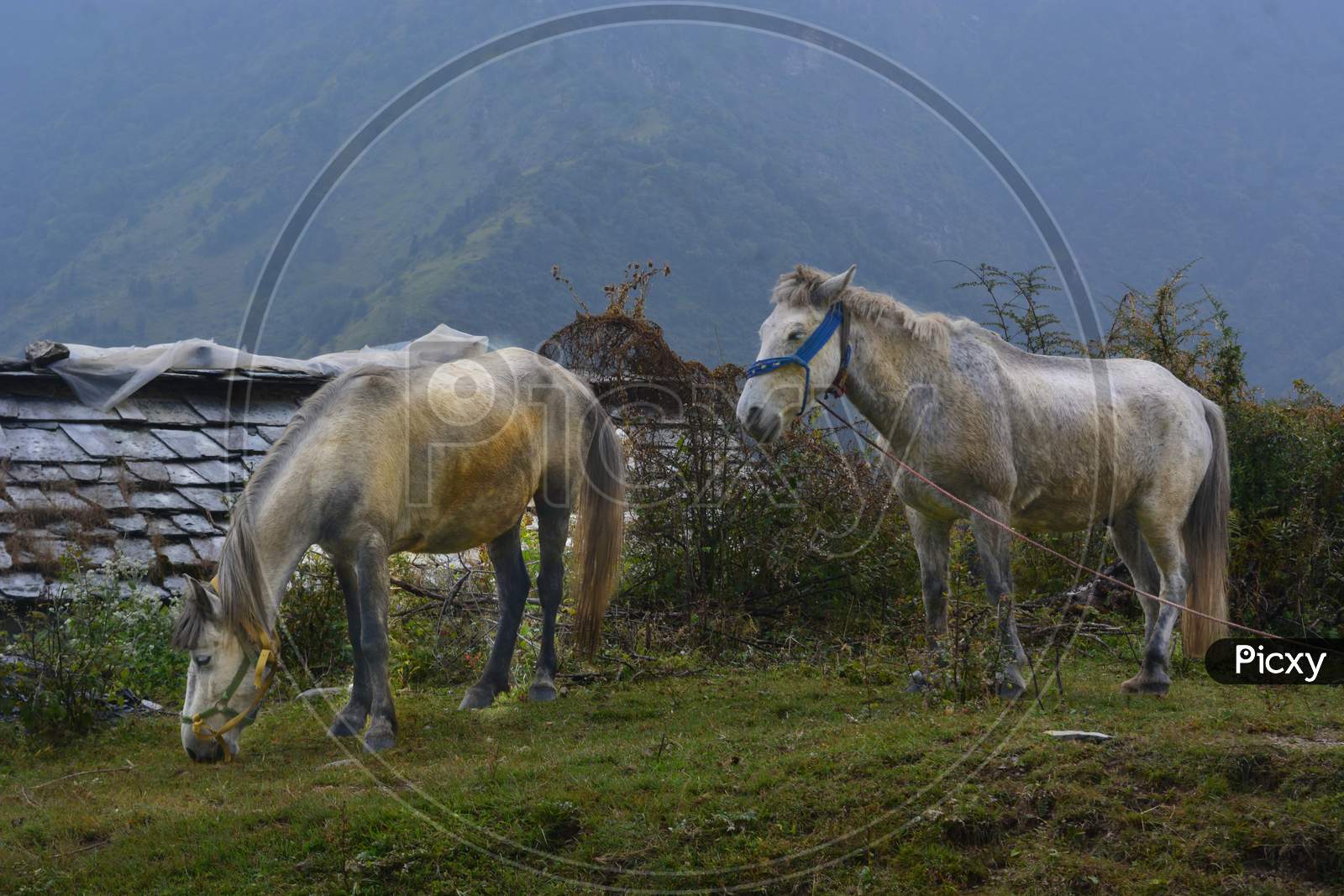 Horses in hill