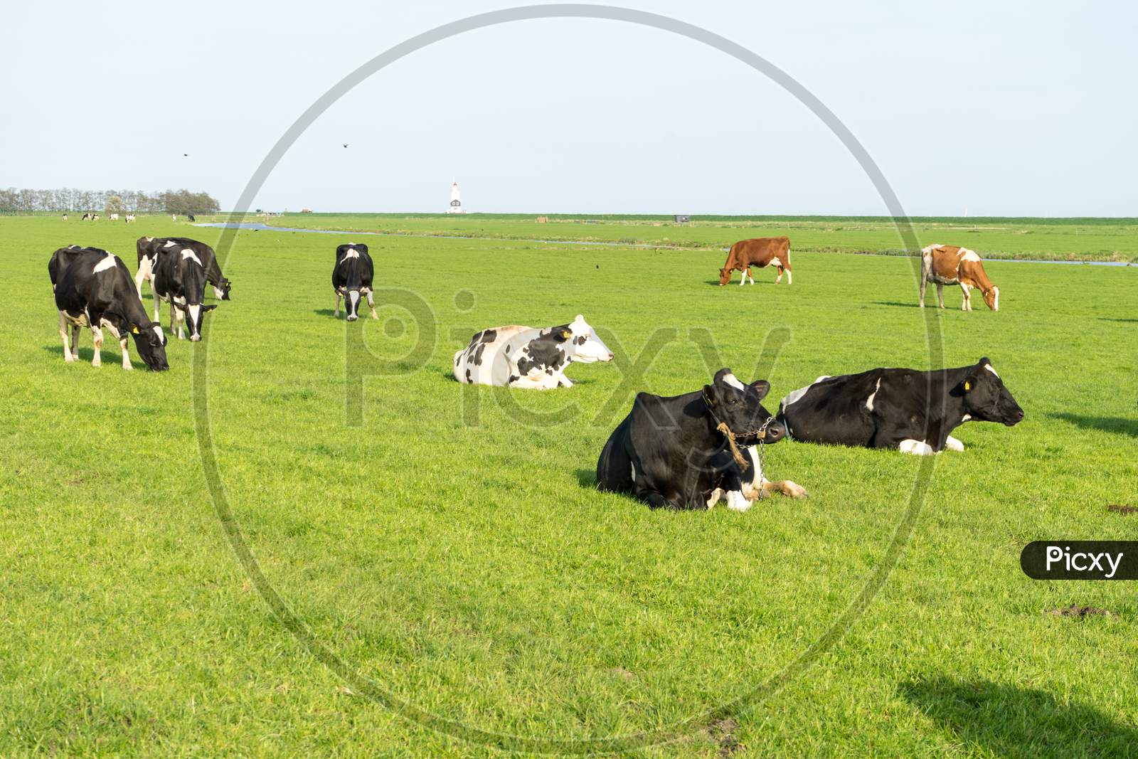 Netherlands,Wetlands,Maarken, A Herd Of Cattle Grazing On A Lush Green Field