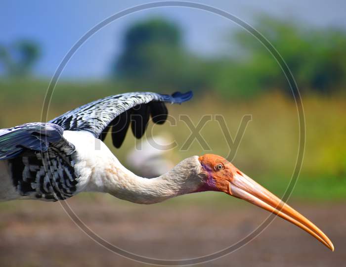 Painted stork close up of beak