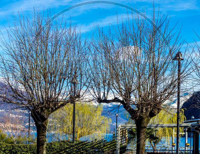 Italy, Bellagio, Lake Como, Bare Trees Against Blue Sky