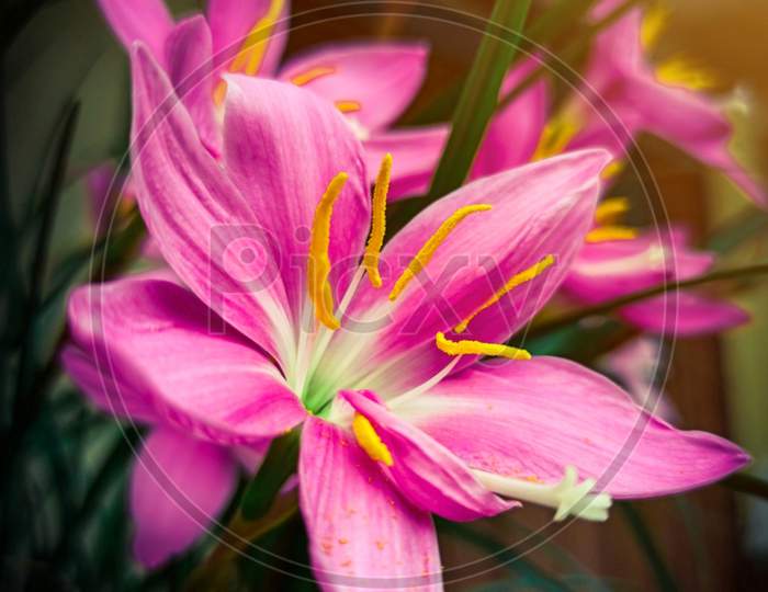 Pink lily flower , Rain lily
