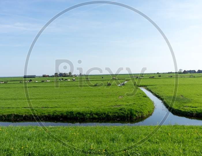 Netherlands,Wetlands,Maarken, A Close Up Of A Lush Green Field