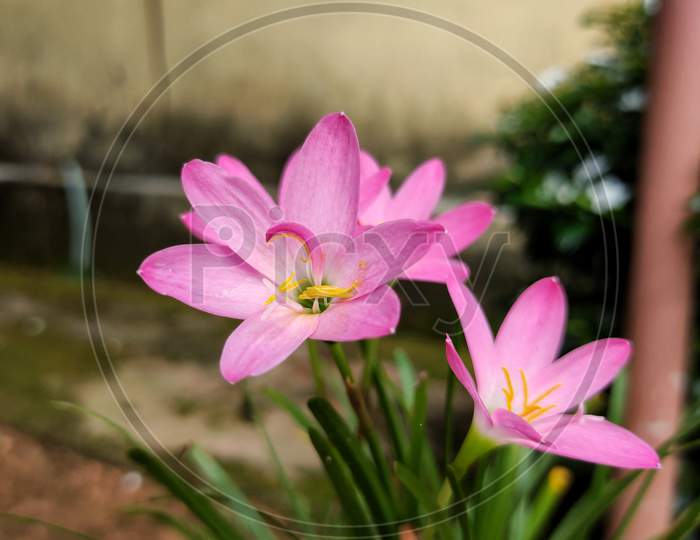 pink rain lily