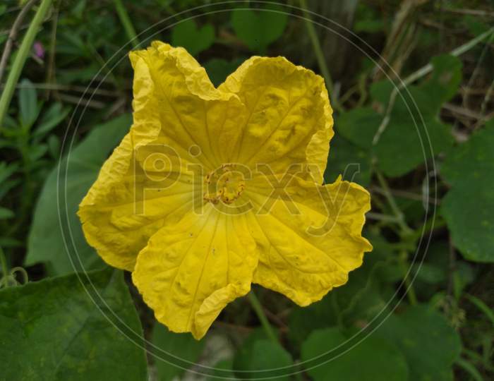 Yellow Sponge Gourd flower in garden,Selective focus.