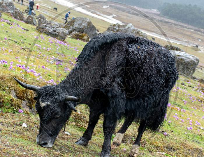 Yak in Eastern Himalaya North Sikkim India near Yumthang Valley