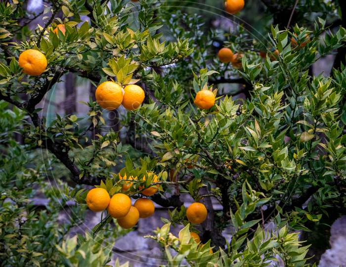 Italy, Varenna, Lake Como, A Bunch Of Oranges Hanging From A Branch