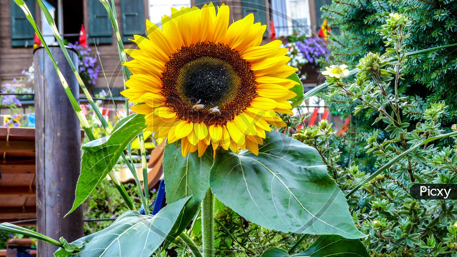 Switzerland, Lauterbrunnen, Close-Up Of Sunflower On Plant
