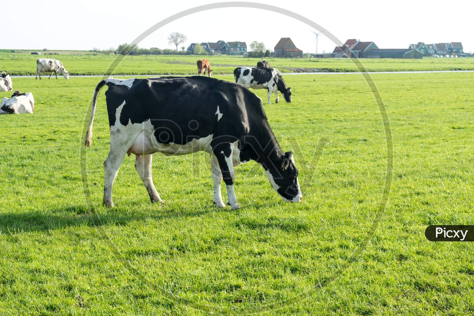 Netherlands,Wetlands,Maarken, Cows Grazing In A Field