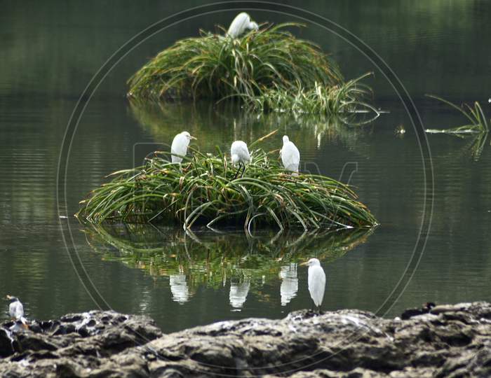 Bird's are waiting for their pray in river