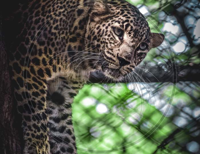 Big cat, leopard