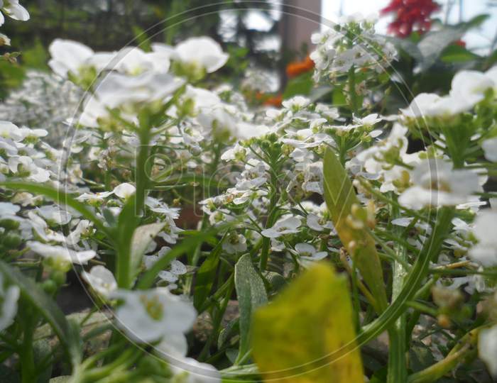 Wild white blossoms.