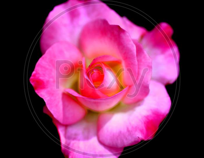 A Flower Portrait Rose Macro Photography