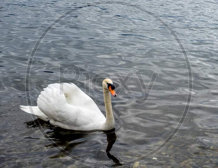 Italy, Varenna, Lake Como, A Swan Swimming In A Body Of Water