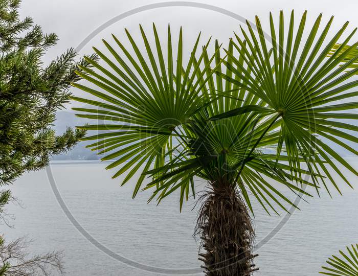 Italy, Varenna, Lake Como, A Palm Tree