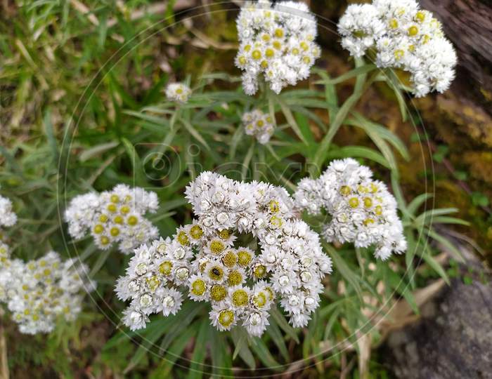 White small flowers in Sikkim