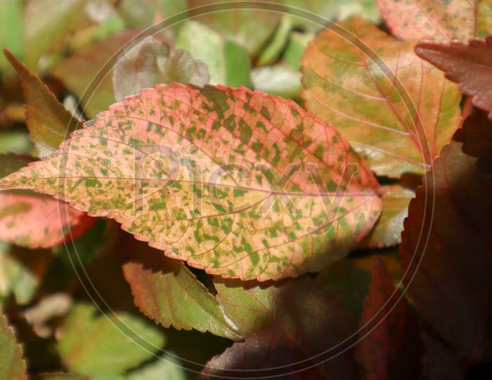 Beautiful Red Leaf With Colorful Spots. Unique Textured Leaves.