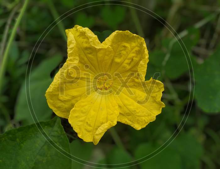 Yellow Sponge Gourd flower in garden,Selective focus.