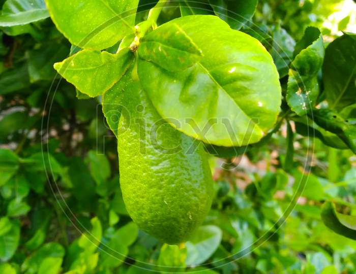 Lemon Hanging On The Tree