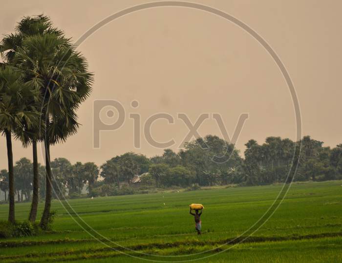 Beautiful scenery of paddy fields and palm tree