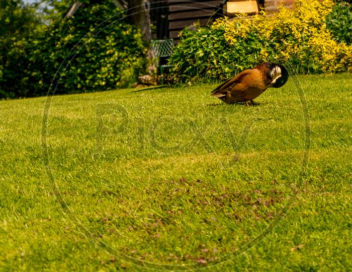 Netherlands, Giethoorn, A Duck In A Grassy Field