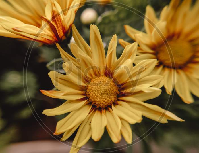 Macro photography of flower