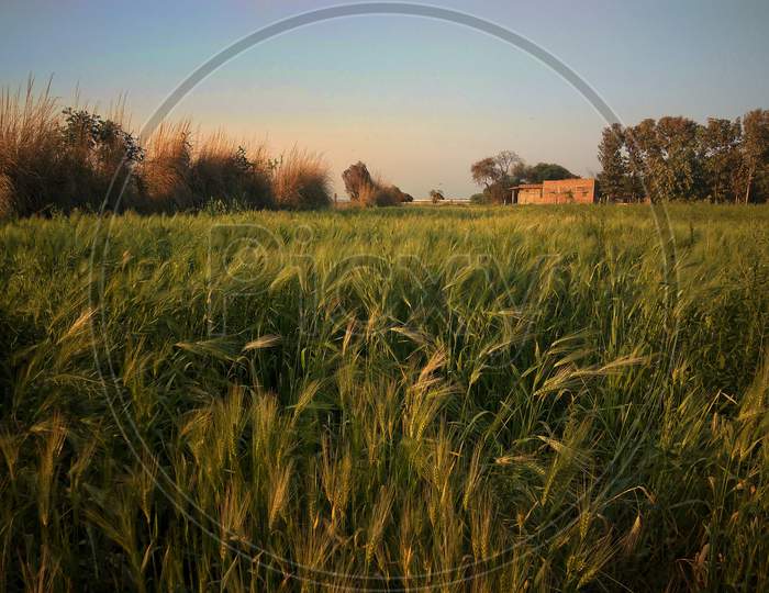 Landscape shot of Wheat Farm