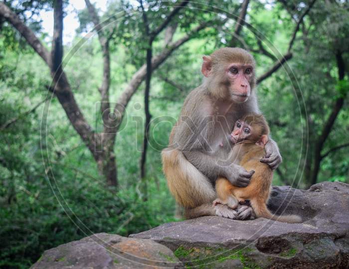 Small baby monkey with his mother in Forest.