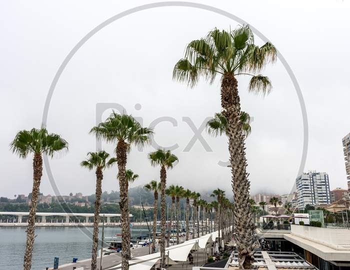 Palm Trees Along The Malagueta Beach In Front A Fog Covered Hill In Malaga, Spain, Europe