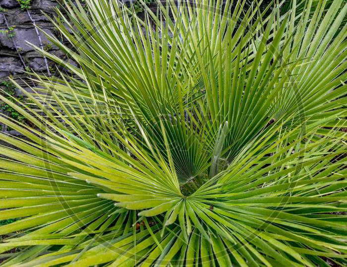Italy, Varenna, Lake Como, A Plant In Front Of A Palm Tree