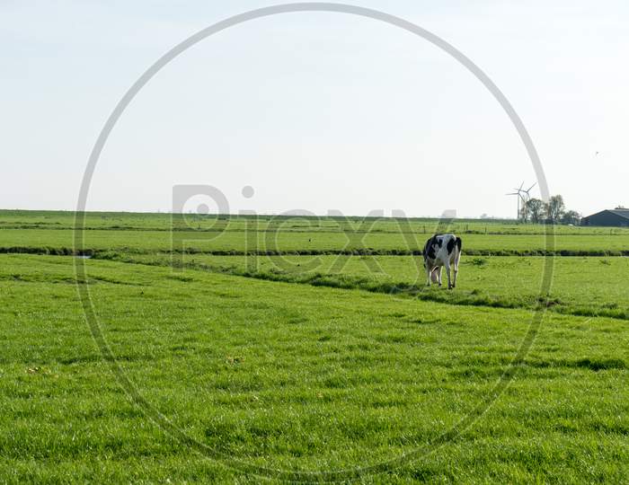 Netherlands,Wetlands,Maarken, A Cow Grazing On A Lush Green Field