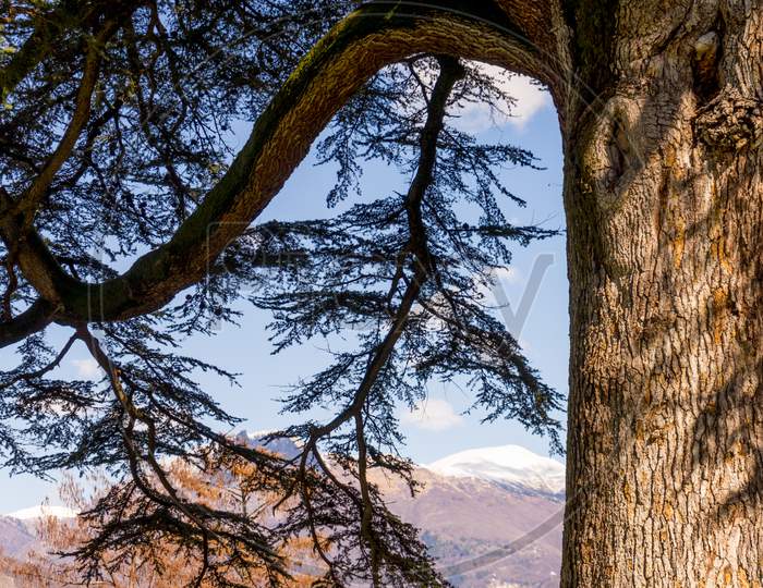 Italy, Bellagio, Lake Como, Low Angle View Of Tree Against Sky