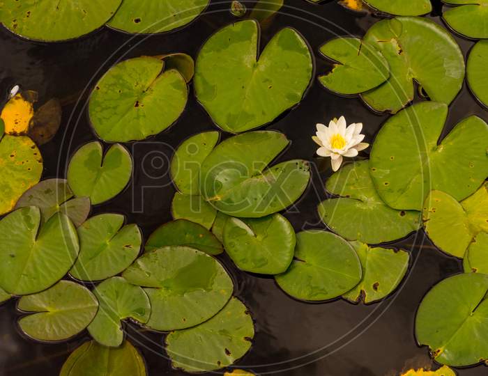 Netherlands, Rotterdam, A Close Up Of A Pond With A Lotus