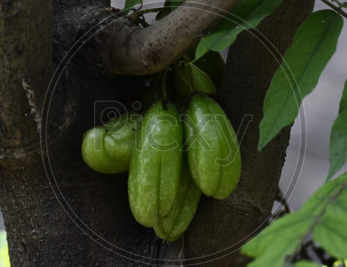 Bilimbi fruits in a tree