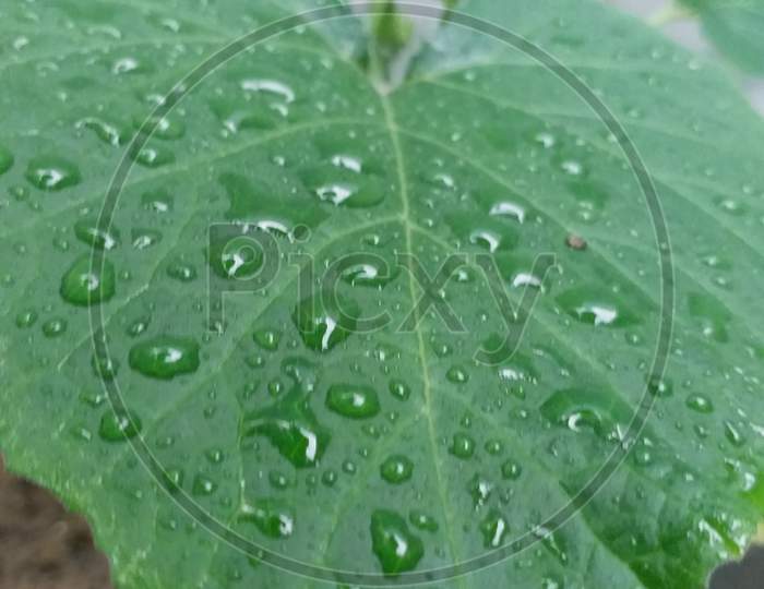rainy day leaf