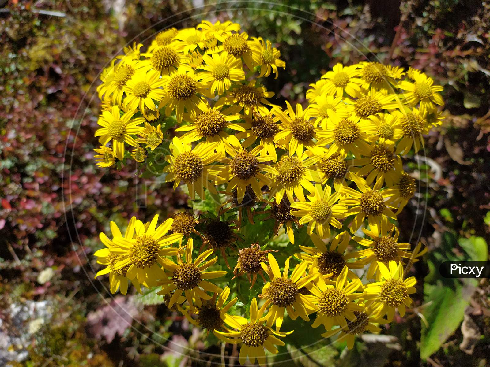 Beautiful yellow flowers in Sikkim