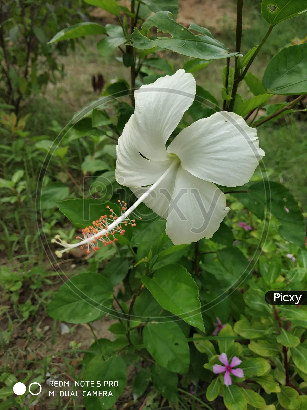 Nature photography white flower