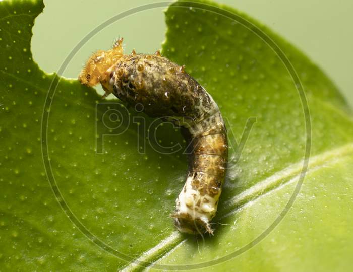The caterpillar feeding